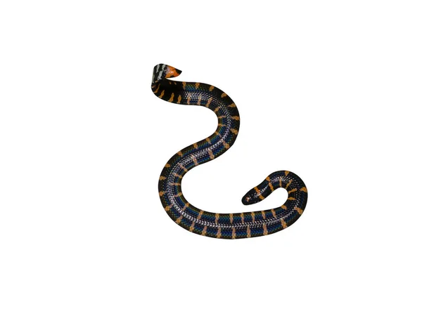 Закрыть Краснохвостая Трубчатая Змея Научное Название Cylindrophis Ruffus Изолировать Белом — стоковое фото