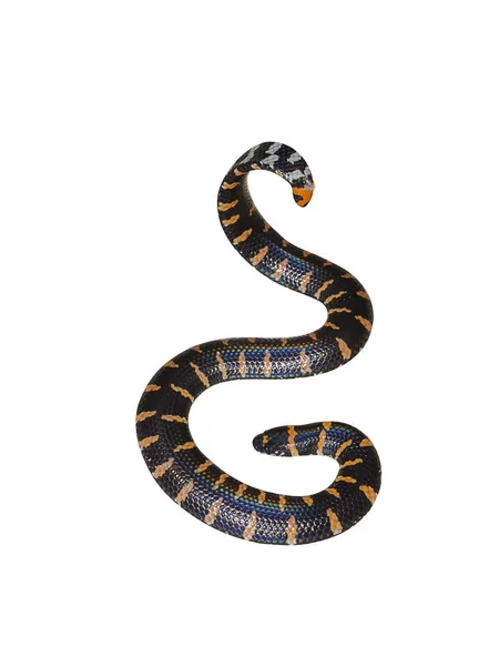 关闭红尾管蛇 科学名称圆筒他的褶皱 隔离在白色背景与剪裁路径 — 图库照片
