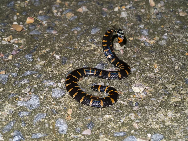 Cobra Cachimbo Cauda Vermelha Nome Científico Cylindrophis Ruffus — Fotografia de Stock