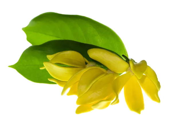 Illatos Virágok Mászó Ylang Ylang Ilang Ilang Manorangini Hara Champa — Stock Fotó