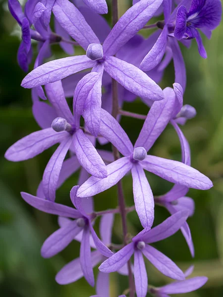 Primer Plano Fondo Flor Vid Papel Lija Corona Púrpura Petrea —  Fotos de Stock