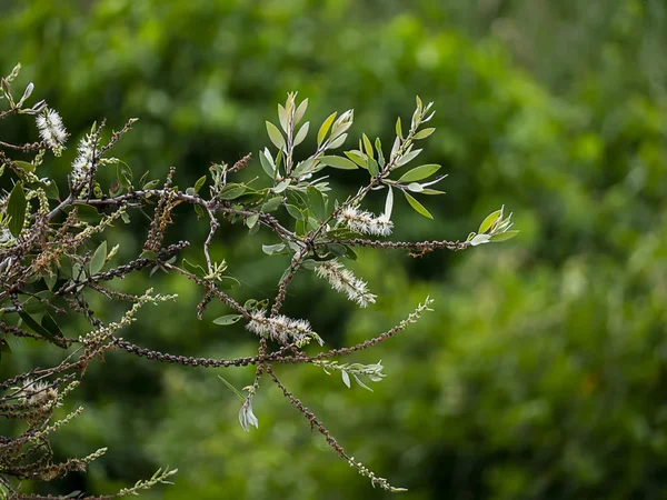 カユプテ ミルクの木 紙の樹皮の木 メラルーカ ブレンドの白い花を閉じる — ストック写真