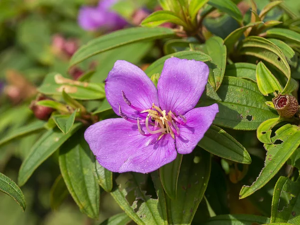 Malabar Gooseberry Singapore Rhododendron Flower Scientific Name Melastoma Malabathricum — Stock Photo, Image