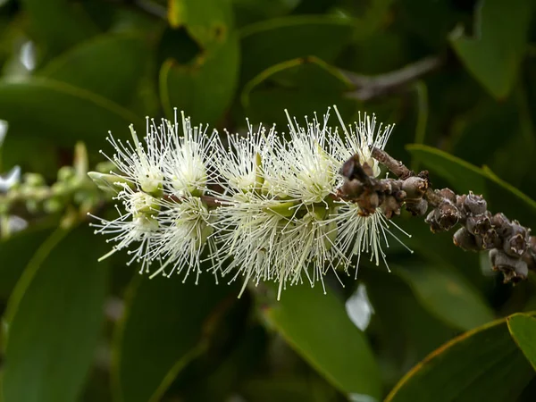 Cajuput 牛奶木 纸树皮树 Quinquenervia 的白色花朵 — 图库照片