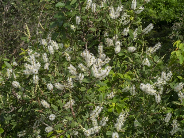 Закройте Белый Цветок Дерева Кажупут Молочного Дерева Паперной Коры Melaleuca — стоковое фото