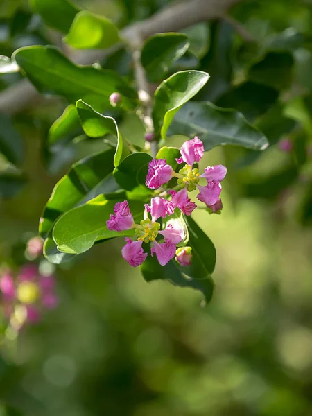 Bliska Barbados Lub Acerola Cherry Kwiat Glycyrrhiza Malpighia — Zdjęcie stockowe