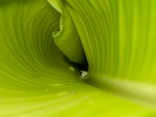 Stäng Till Den Unga Banana Leaf Tapeten — Stockfoto