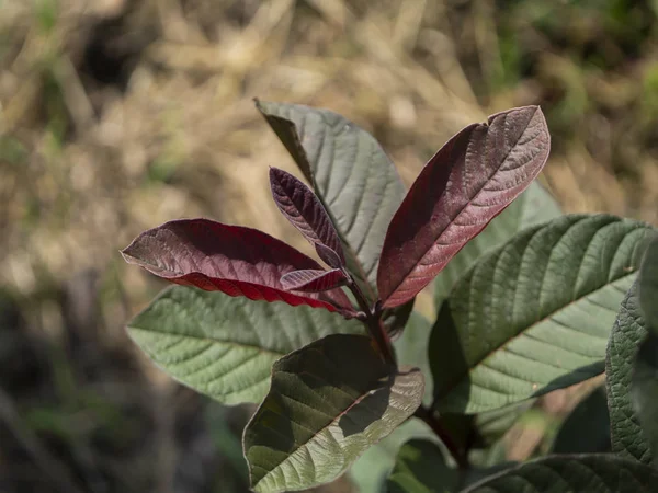 Rote Guaven Blätter Baum Schließen Wissenschaftlicher Name Psidium Guajava — Stockfoto