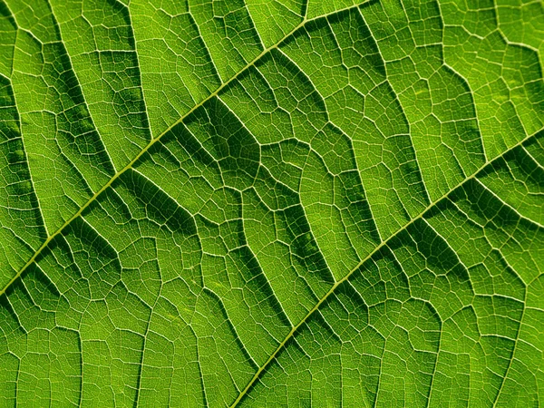 Zbliżenie Zielony Tekstura Mulberry Liści — Zdjęcie stockowe