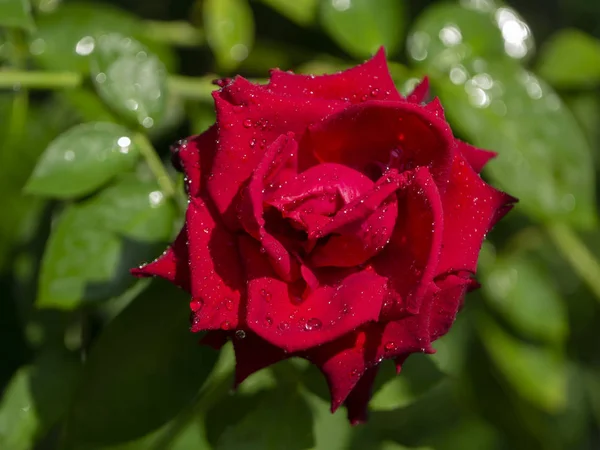 Rosa Vermelha Escura Flor Rosa Damascena Com Gota Água — Fotografia de Stock