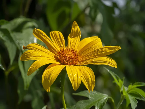 Girassol Mexicano Amarelo Flor Tithonia Diversifolia — Fotografia de Stock