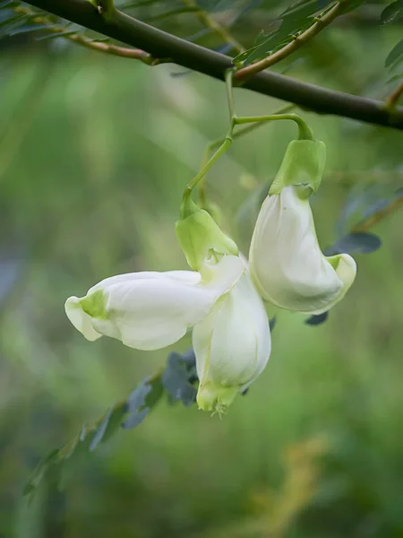 关闭树上的白色阿加斯塔花 塞斯巴尼亚大花 — 图库照片