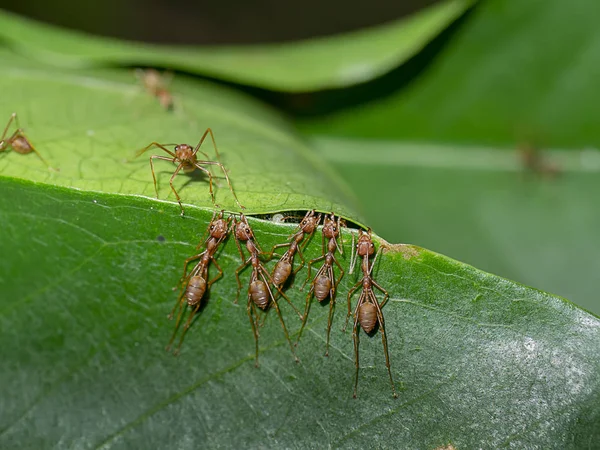 野蚂蚁的团结是筑巢的叶子 学名Oecophylla Smaragdina — 图库照片