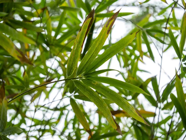 Yeşil Bambu Yaprak Beyaz Arka Plan Ile — Stok fotoğraf