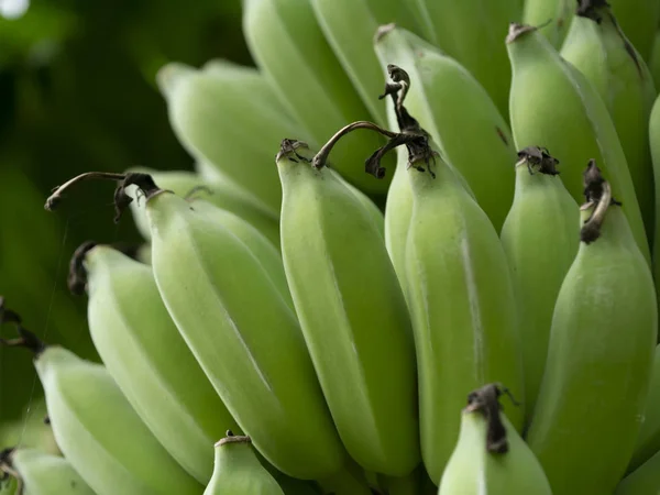 Chiudi Banana Cruda Sull Albero — Foto Stock