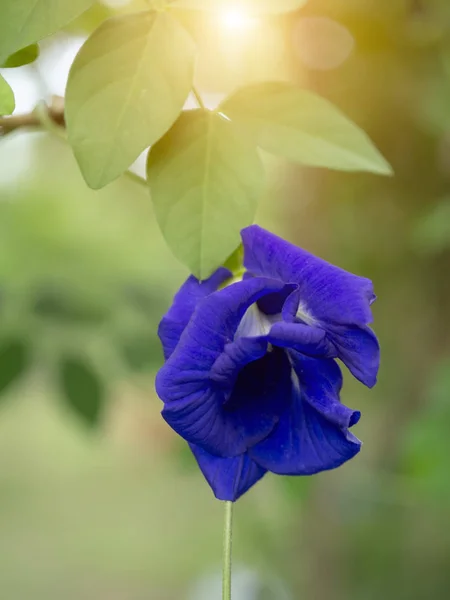 Modrý Květ Hrachu Nebo Butterfly Pea Květ Clitoria Ternatea Slunečního — Stock fotografie