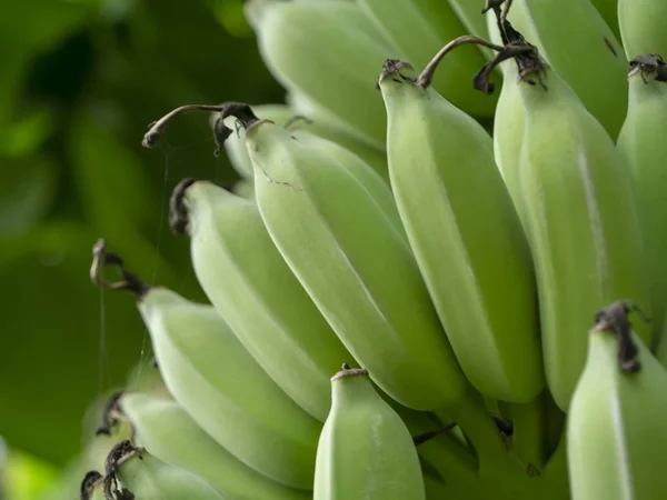 Fechar Banana Crua Árvore — Fotografia de Stock