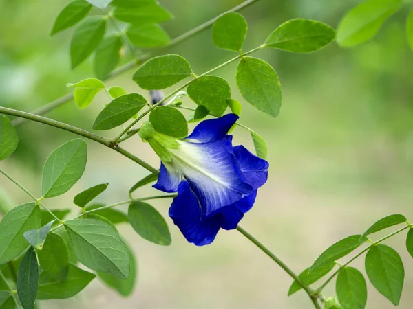 青い豆花やツタの葉と蝶エンドウ豆花 糖化酵素 — ストック写真