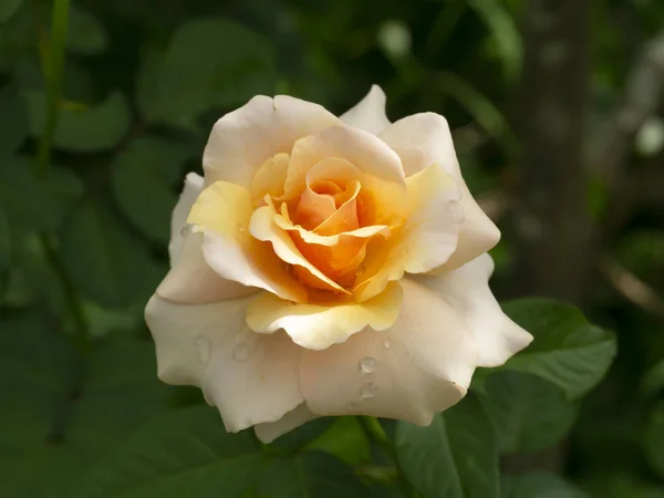 Close Flor Rosa Laranja Macia — Fotografia de Stock