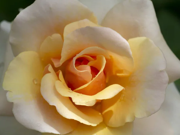 Primo Piano Fiore Rosa Arancione Morbido — Foto Stock