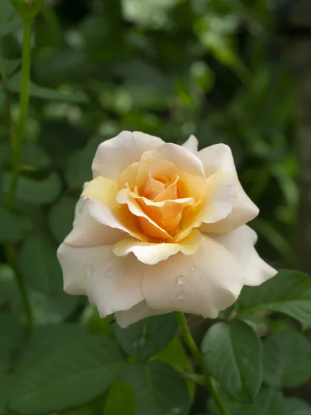 Gros Plan Fleur Rose Orangée Douce — Photo