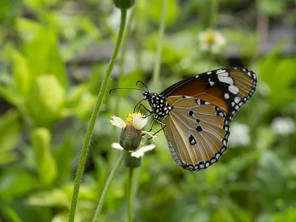 ぼかしの背景を持つ花草に蝶を閉じる — ストック写真