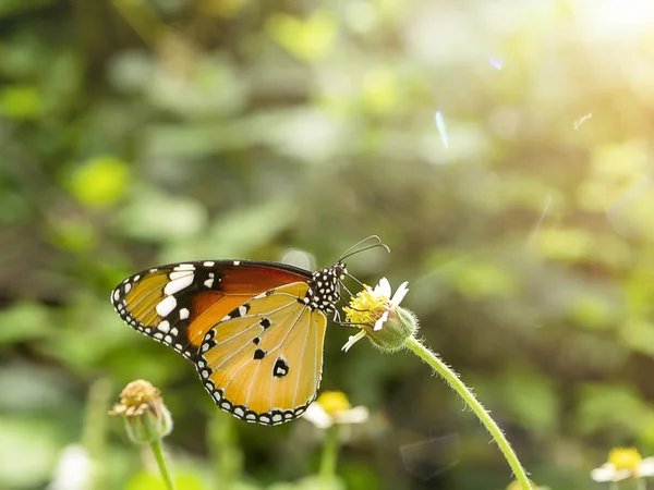 Farfalla Vicino Sull Erba Dei Fiori Con Luce Solare Bagliore — Foto Stock