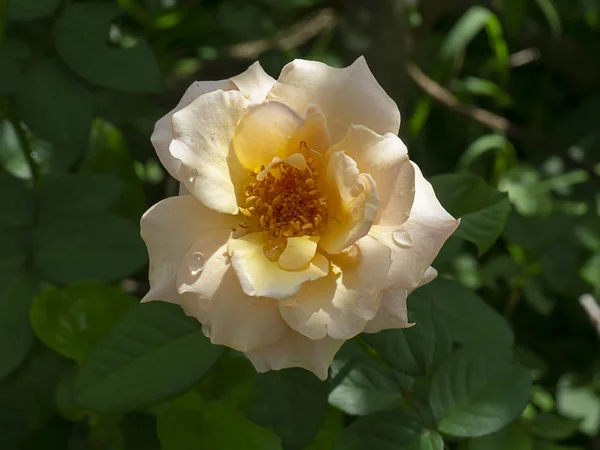 Zbliżenie Miękki Pomarańczowy Kwiat Róży — Zdjęcie stockowe