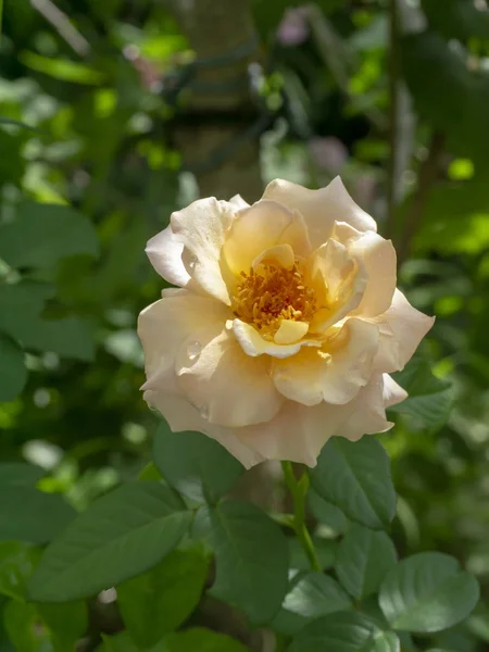 Zbliżenie Miękki Pomarańczowy Kwiat Róży — Zdjęcie stockowe