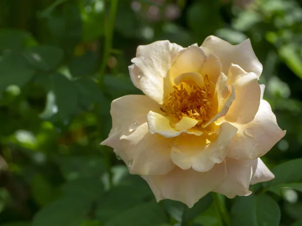 Gros Plan Fleur Rose Orangée Douce — Photo