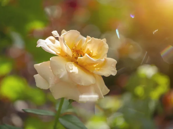Nahaufnahme Von Weicher Orangefarbener Rose Mit Sonnenlicht Und Sonneneruption Auf — Stockfoto