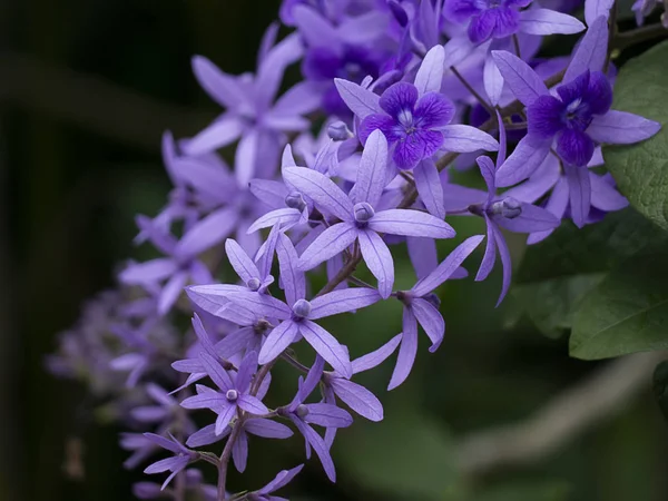 合上紫色花环砂纸藤花的背景 Petrea Volubilis — 图库照片
