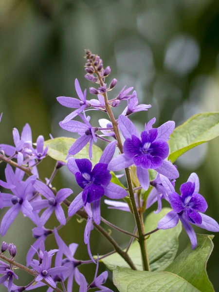 Close Purple Wreath Sandpaper Vine Flower Background Petrea Volubilis — Stock Photo, Image