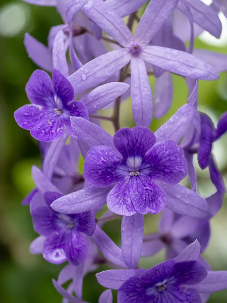 Close Purple Wreath Sandpaper Vine Flower Background Petrea Volubilis — Stock Photo, Image