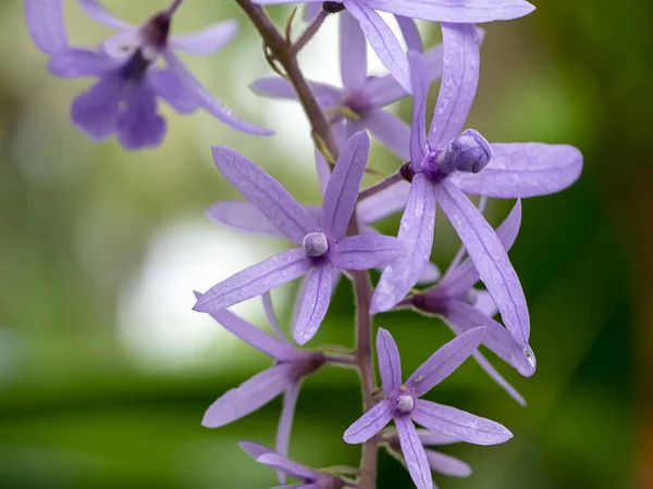 Primo Piano Sfondo Viola Corona Carta Vetrata Vite Fiore Petrea — Foto Stock