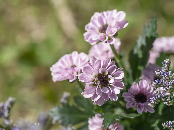 Primo Piano Piccolo Fiore Crisantemo Rosa — Foto Stock