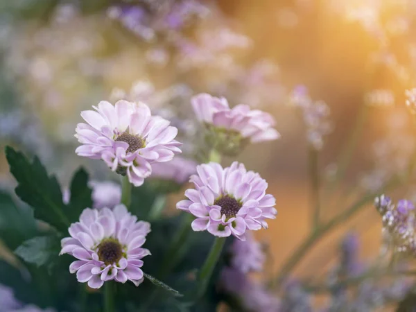 Fechar Pequena Flor Crisântemo Rosa Com Espaço Luz — Fotografia de Stock