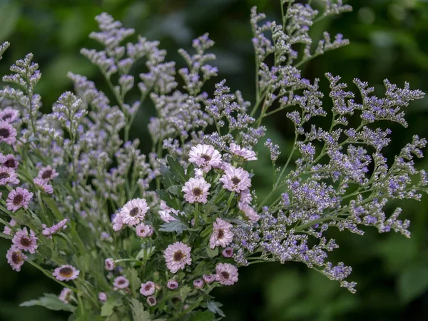 Лавандовое Море Цветок Каспии Научное Название Limonium — стоковое фото