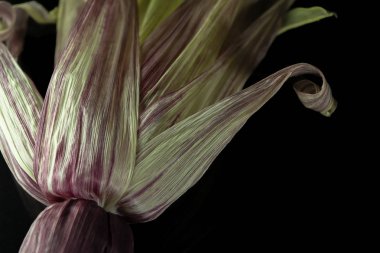 Siyah arka plan üzerine Siam Ruby Queen Mısır kabuğu kadar kapatın.