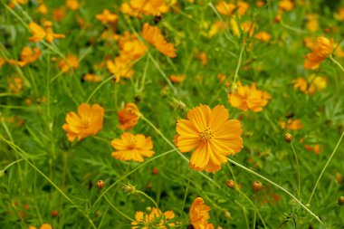 Cosmos çiçek yeşil bulanıklık arka planda yakın çekim.