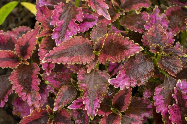 Coleus veya boyalı ısırgan ağaç kapatın. (Plectranthus scutellarioides)