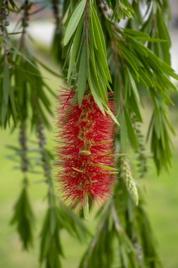 Ağlayan şişe fırça çiçek. (Callistemon Viminalis)