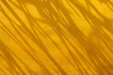 Gölgesi duvara ağaç şube.