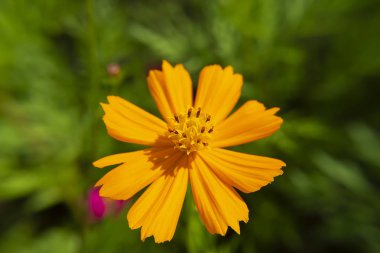 Cosmos çiçek yeşil bulanıklık arka planda yakın çekim.