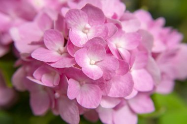Görüntüyü, pembe ortanca çiçek yakından.