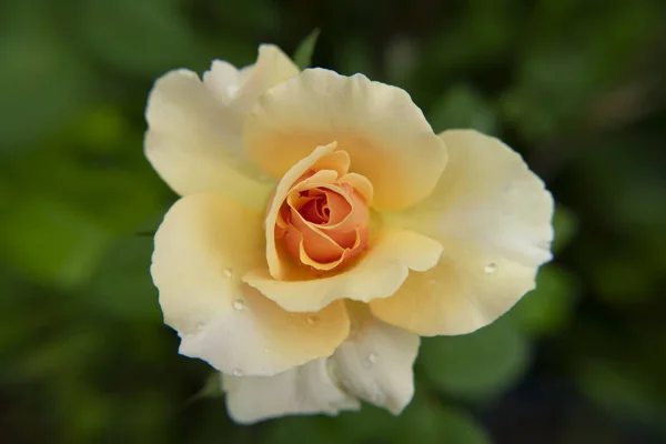 Primo Piano Fiore Rosa Arancione Morbido — Foto Stock