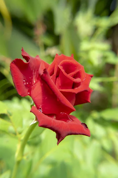 Темно Красный Цветок Розы Rosa Damascena Каплей Воды — стоковое фото