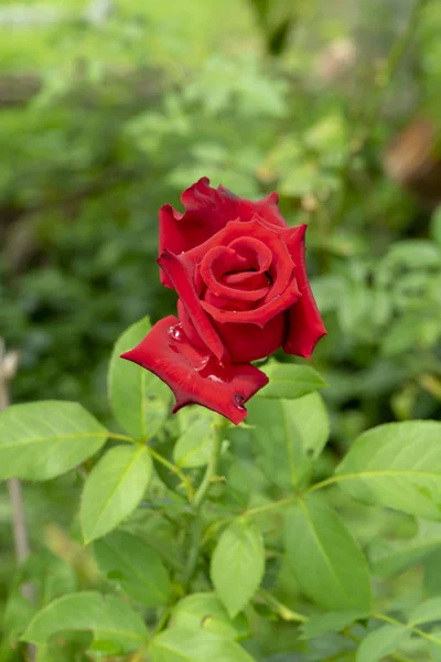 Ciemny Czerwony Kwiat Róża Rosa Damascena Kropli Wody — Zdjęcie stockowe