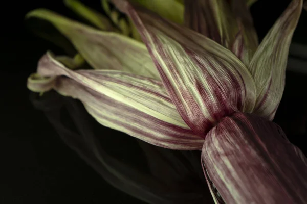 Close Peel Siam Ruby Queen Corn Black Background — Stock Photo, Image