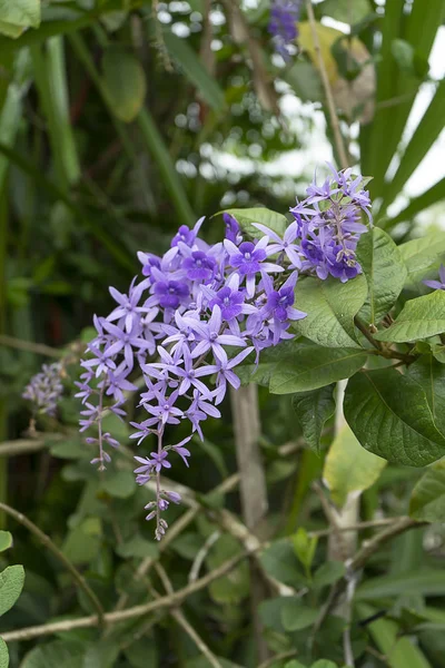 花輪サンドペーパーつるむらさきの花背景のクローズ アップ ヤマノビューティウェルネストリニティスパ ヴォルビリス — ストック写真